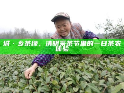 城·乡茶缘，清明采茶节里的一日茶农体验